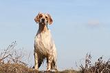SETTER ANGLAIS 163